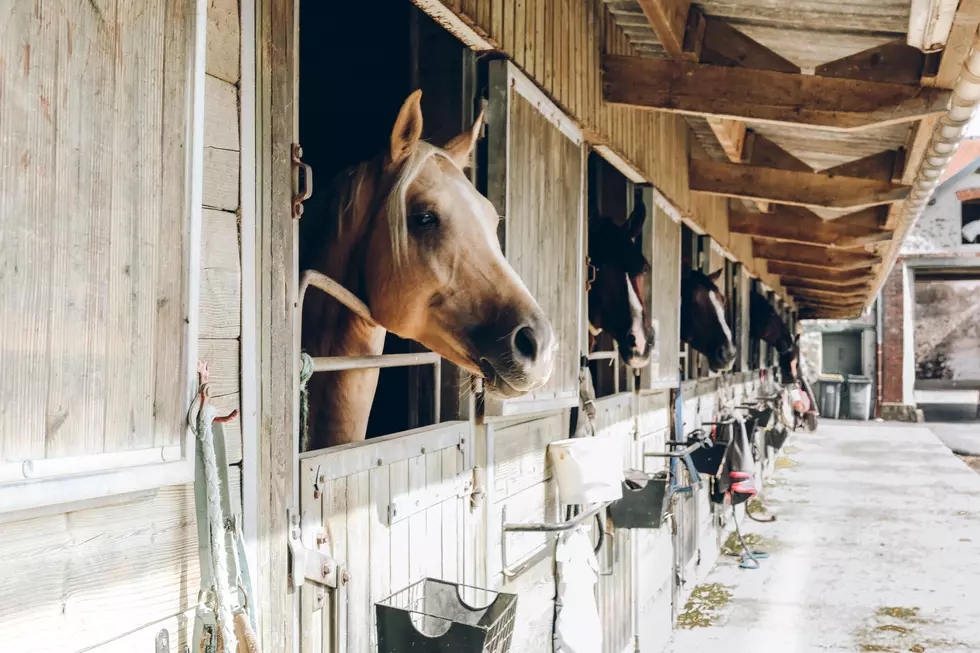Horses At Iowa Facility Are Being Quarantined