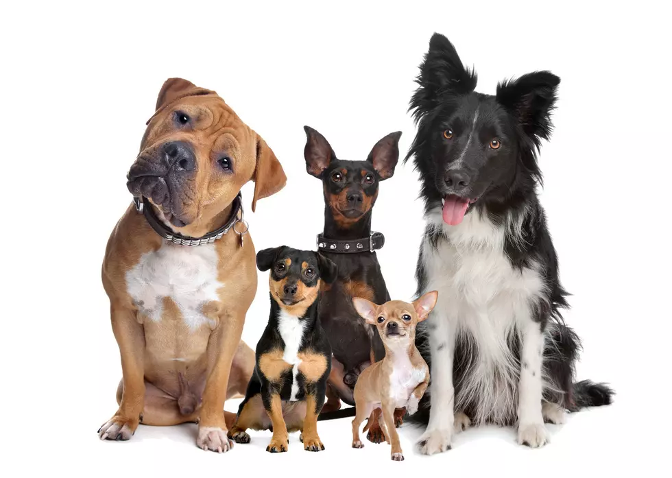 What Thanksgiving Foods Are Safe For Your Pets to Eat