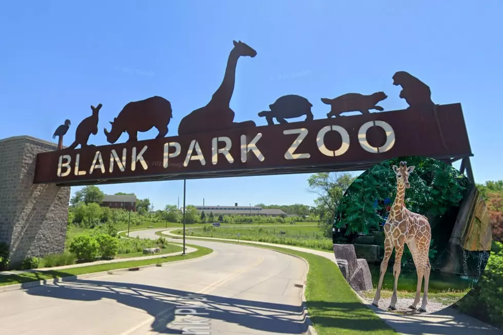 Des Moines’ Blank Park Zoo Has Welcomed a New Young Giraffe