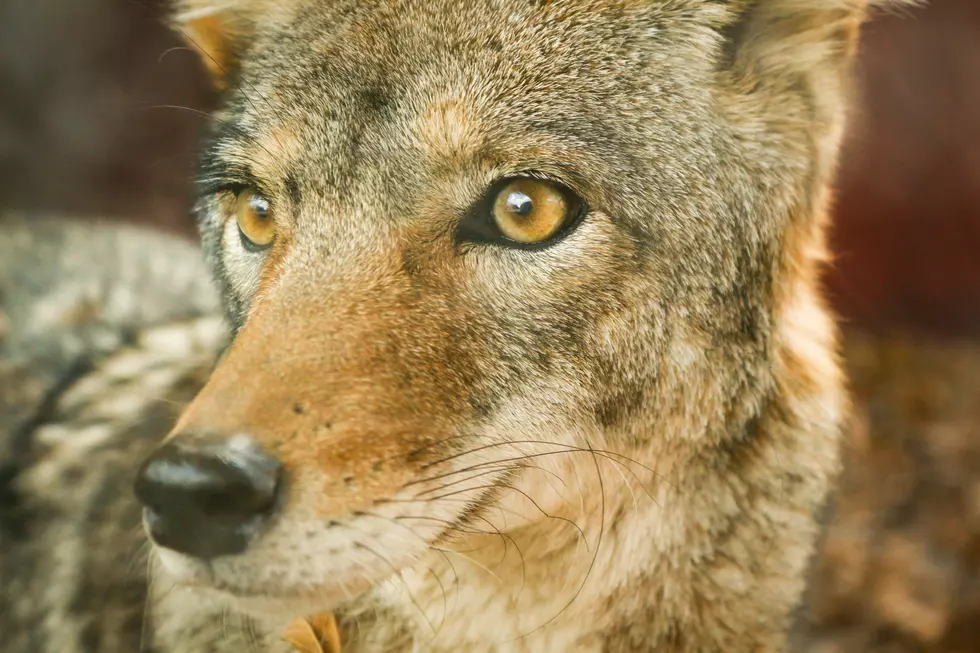Watch as a Pack of Coyotes Try To Break Into an Iowa Home