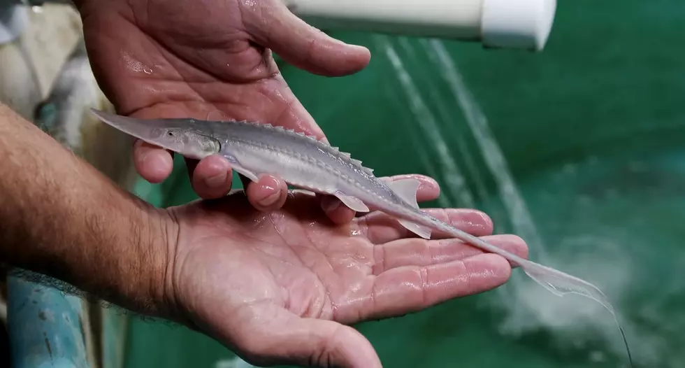 It’s Been One Year Since the Rare Sturgeon Discovery in the Des Moines River