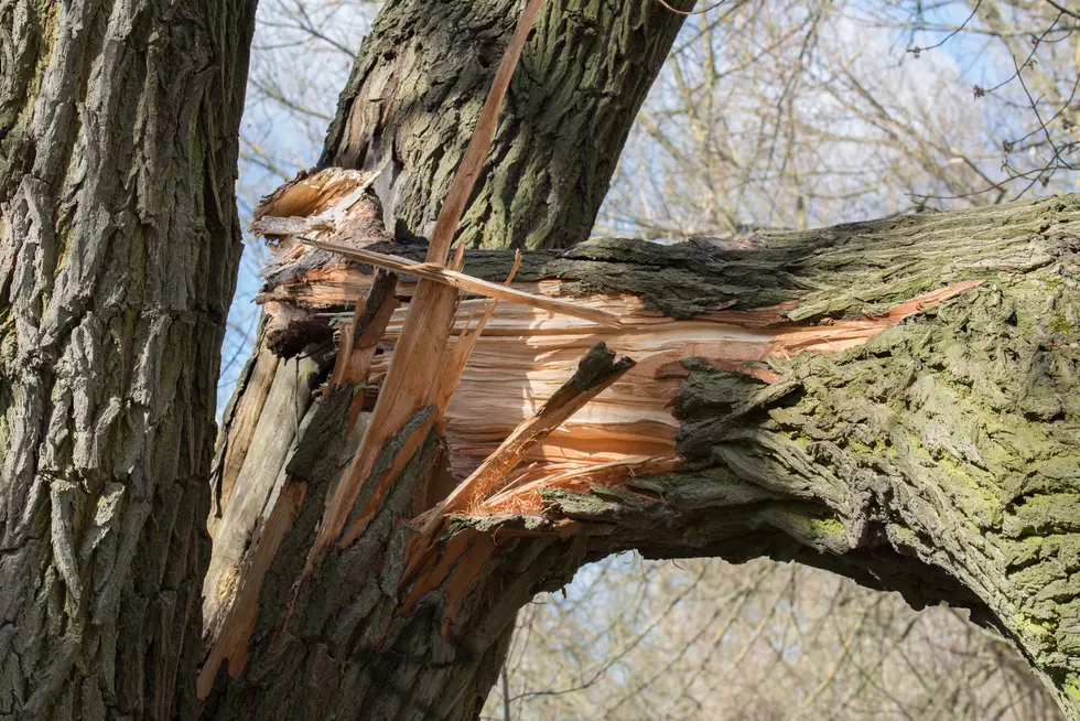 Nearly 7 Million Iowa Trees were Damaged/Destroyed by the 2020 Derecho