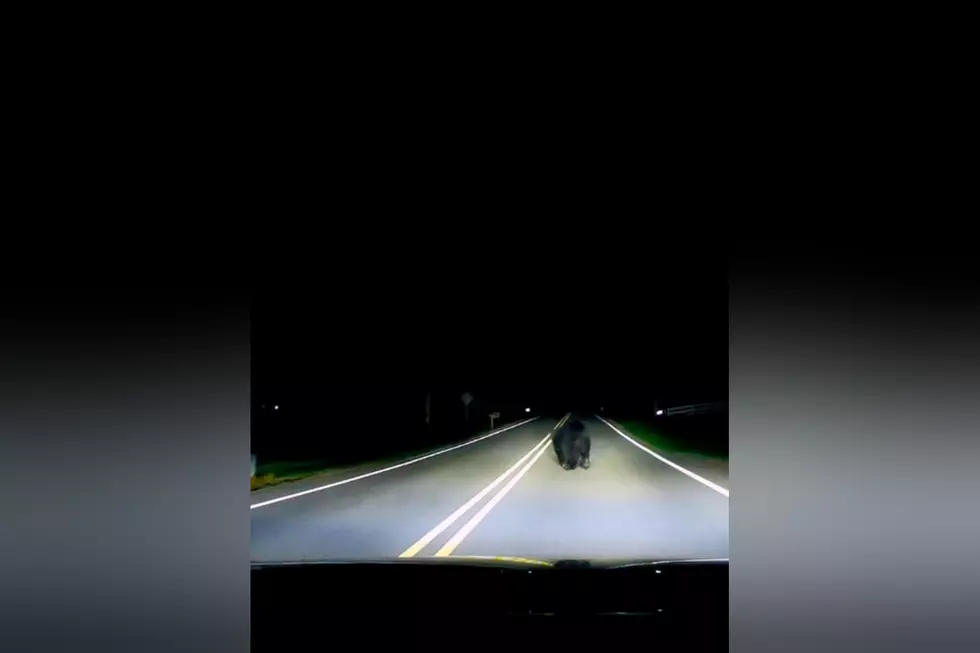Driver Shares Video of Black Bear in Northeast Iowa
