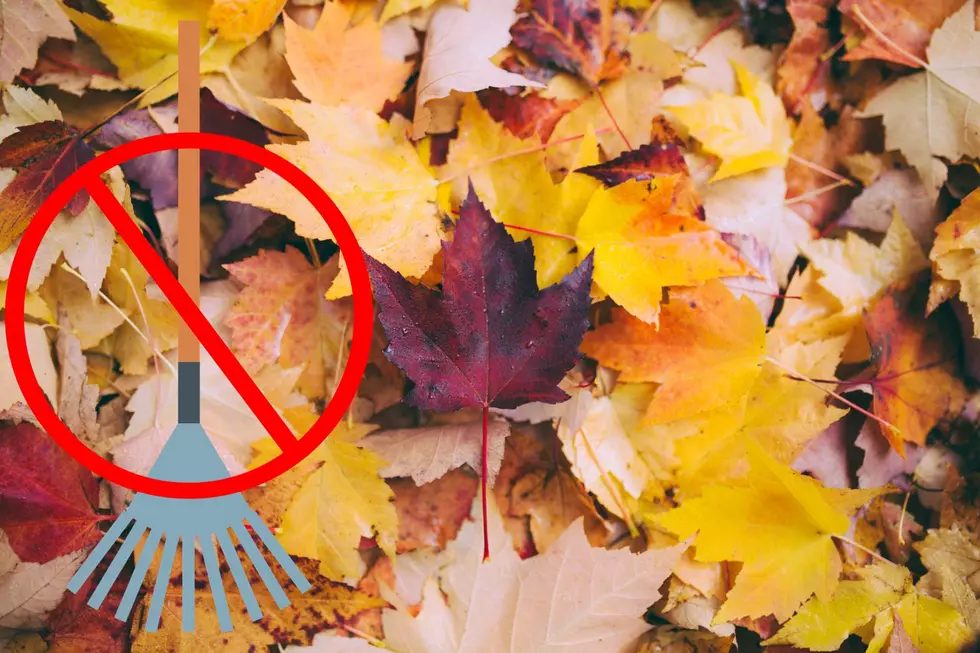 Experts Weigh In: Iowa Should Not Rake Leaves This Fall